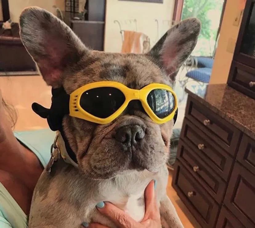 Gafas Protectoras Para Perros Talla M con filtro UV